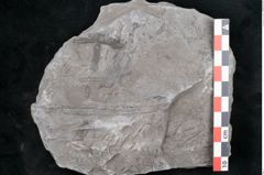 Foto (Detailansicht) von Asterophyllites sp.  (NHMW-GEO-2024-0188-10990)